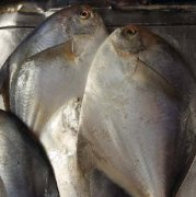 山東鯧魚批發