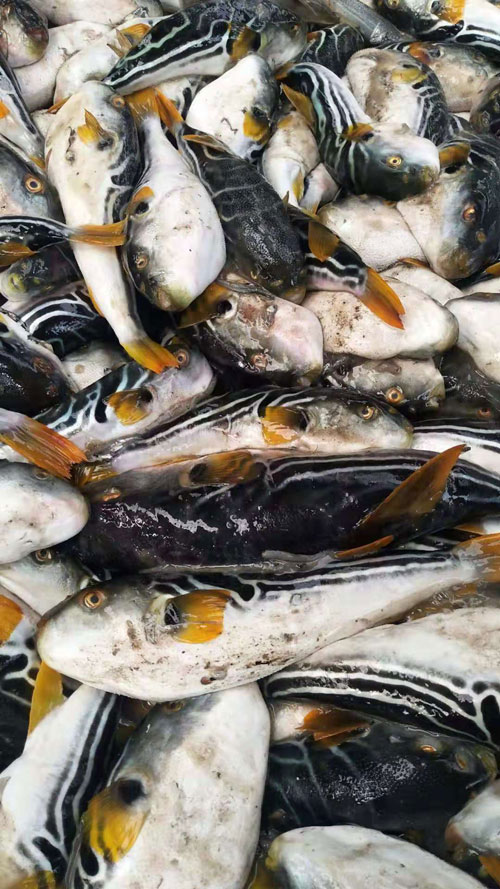 河豚魚(yú)