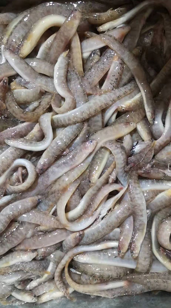 海泥鰍魚(yú)